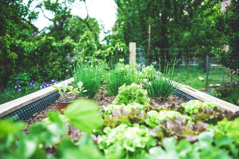 Front Garden Refresh for a Family Home