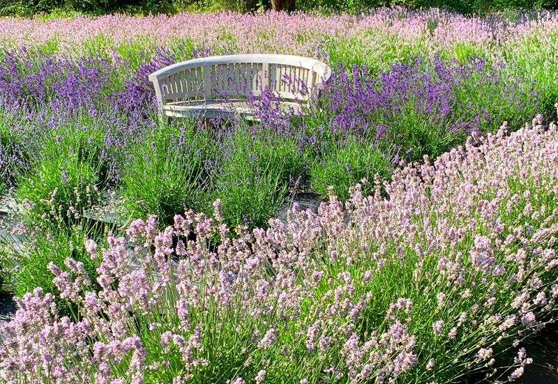 Seasonal garden cleanup